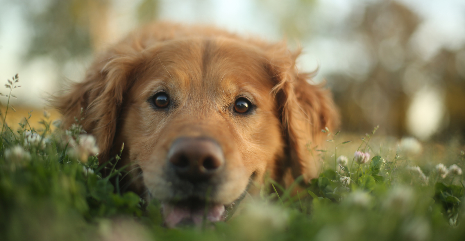 What is Arthritis in Dogs?